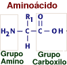 Structural formula for an amino acid. Amino group and Carboxyl group identified