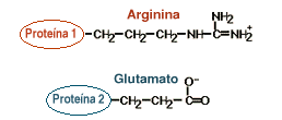 Protein 1= arginine C6H14N4O2 . Protein 2 = glutamic 
acid C5H9NO4