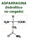 structural formula for asparagine (hydrophillic-uncharged)