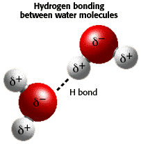 Hydrogen bonding between water molecules